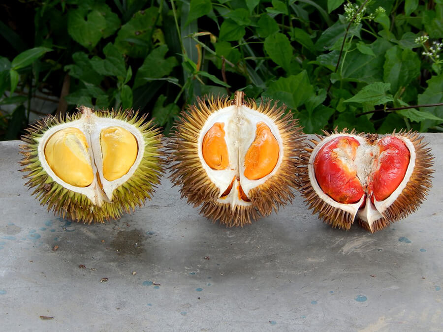 Especially rare colors (especially orange & red) on these varietals of the exotic durian.