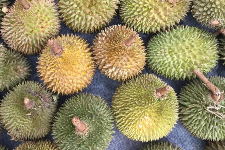 Durians of various sizes, shapes, and colors, laid out.