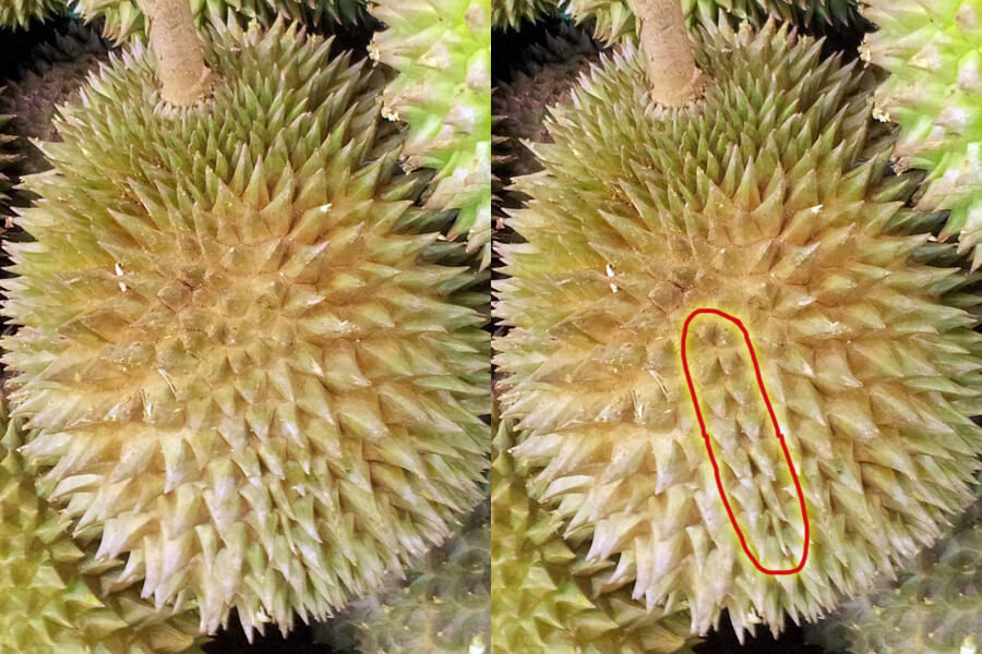 Two durians side by side showing line of spikes.