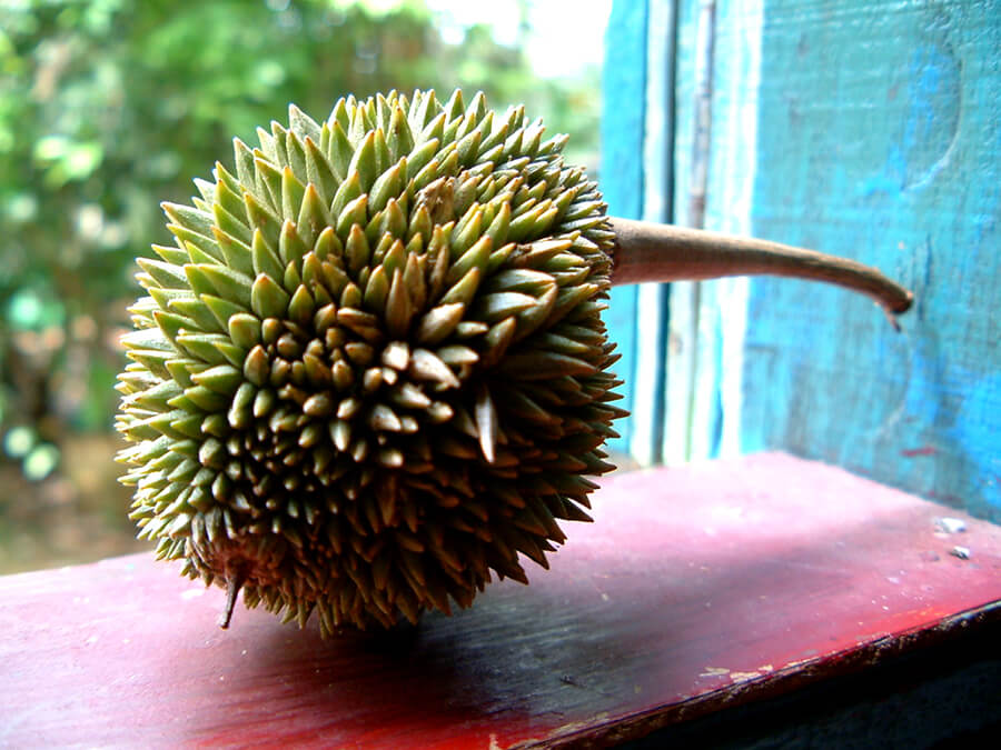 Durian varietal with longer spikes.
