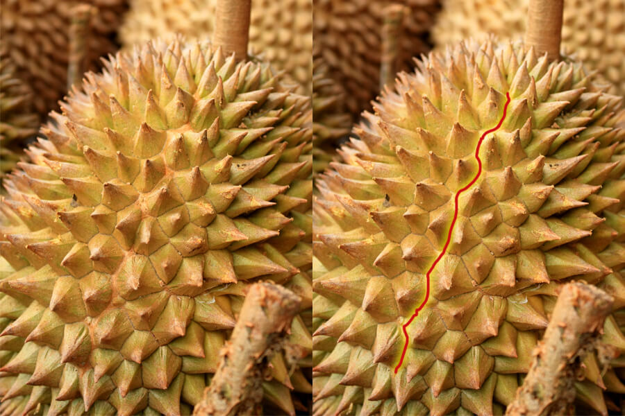 Two durians side-by-side showing the "durian fault line".